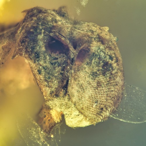 Rare extinct aquatic piddock - piddock, (