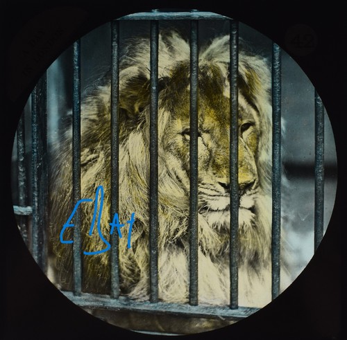 Photo babylonian lion london - babylonian,