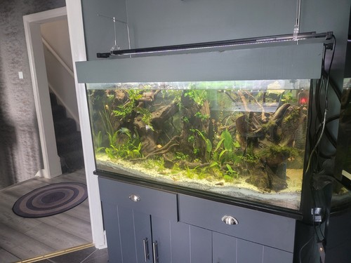 Glass rectangular fish tank - glass,