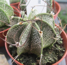 ASTROPHYTUM CAPRICORNE -