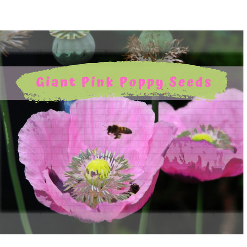 Giant pink poppy flower - giant,