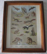 1964 Ned Smith Wildlife Print