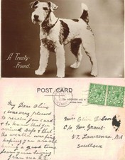 Vintage Postcard - Wire Haired
