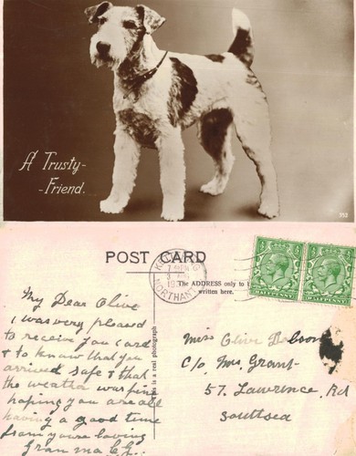 Vintage postcard wire haired - -,