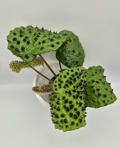 Begonia melanobullata not - begonia, (not