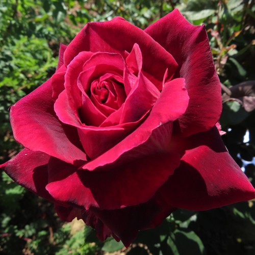 Love life 5 5lt - my,