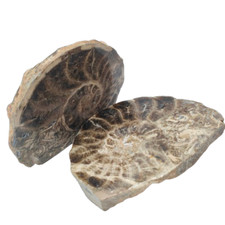 Giant ammonite fossil nautilus - fossil,