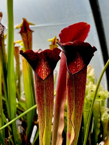 Sarracenia willisii minor - sarracenia,