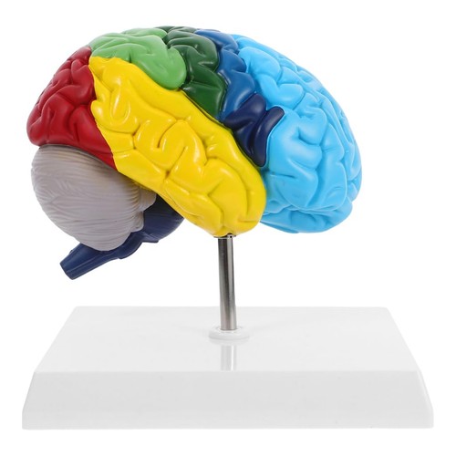 Human brain model - human, 1
