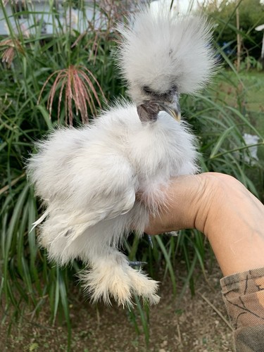 Fertile silkie - 4, (+2