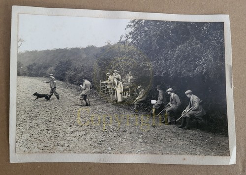 Vintage 1930s british - british, gundog