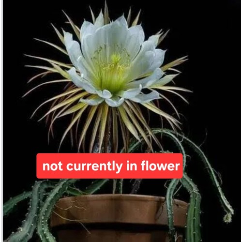 Selenicereus grandiflorous - ,