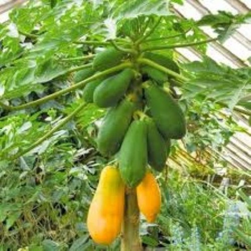 Carica papaya x fresh - carica,