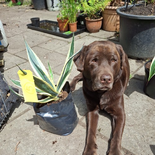 Agave americana variegata - agave,