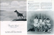 BASENJI DOG BREED KENNEL ADVERT PRINT 2 PAGES FAIRY OF THE CONGO DOG WORLD 1953