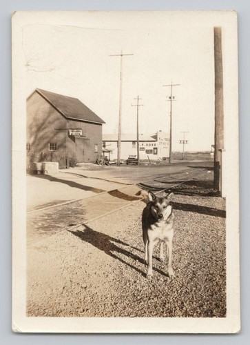 1930s siberian husky shepherd - 1930s,