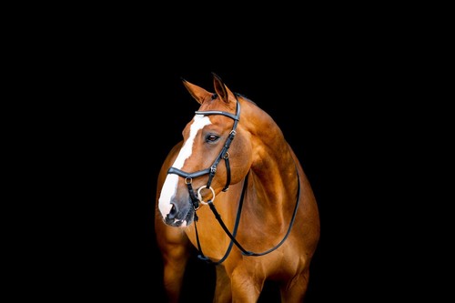 Horseware micklem diamante - micklem,