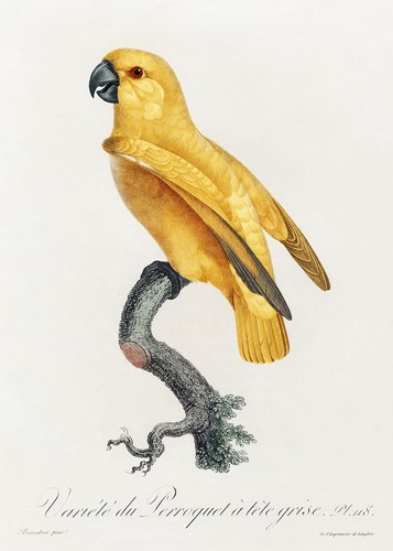 Plate 118 senegal parrot - plate,
