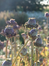 Papaver Hens & Chickens - 300