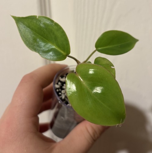Houseplant noid grown from wet - houseplant,