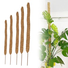 Moss Pole Climbing Plant Coco