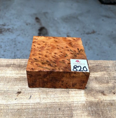 Thuya burr 4 x - 1,