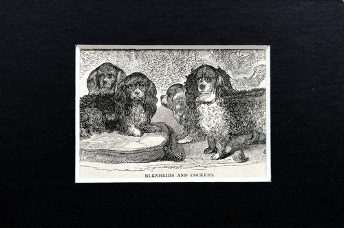 Cocker spaniel dog animal - spaniel,
