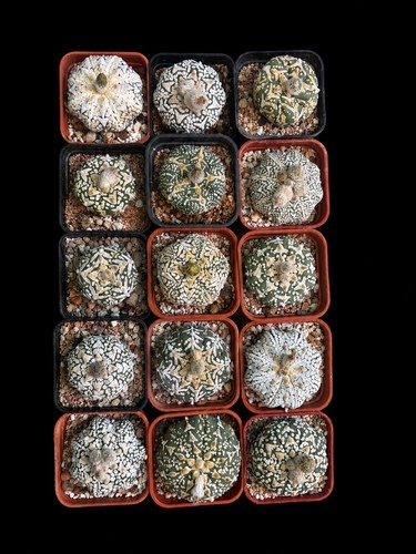 Astrophytum asterias