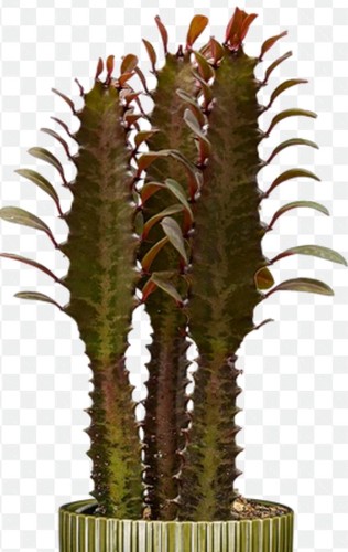 Red euphorbia desert cactus - red,