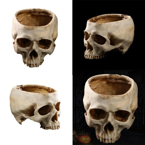 Lifesize human skull - 1:1,