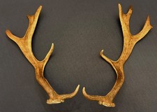 Pair of natural wild fallow deer antlers ideal for art & crafts