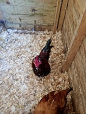 6 x  CHICKEN eggs for sale FREE RANGE of LOVELY✅Mixed breeds