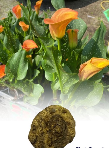 Zantedeschia flame - 1-10,