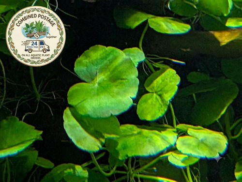 Live brazilian pennywort - live,