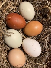 6 x Free Range chicken eggs