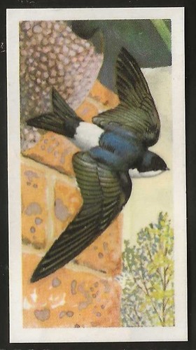 Brooke bond bird - brooke,