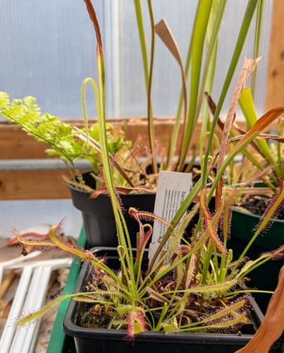 Cape sundew drosera capensis - cape,