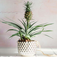 1 x Evergreen Ananas comosus
