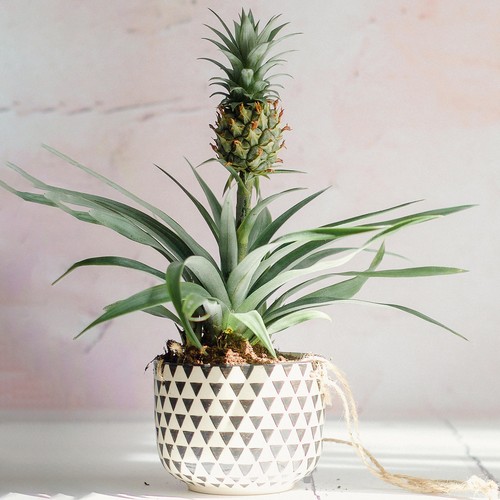 Evergreen ananas comosus - ananas,
