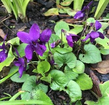 Viola Dog Violet Ex 9 Cm Pot
