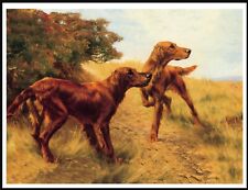 IRISH SETTER DOGS AT WORK