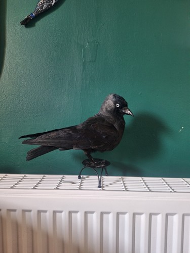 Taxidermy jack daw metal - taxidermy,