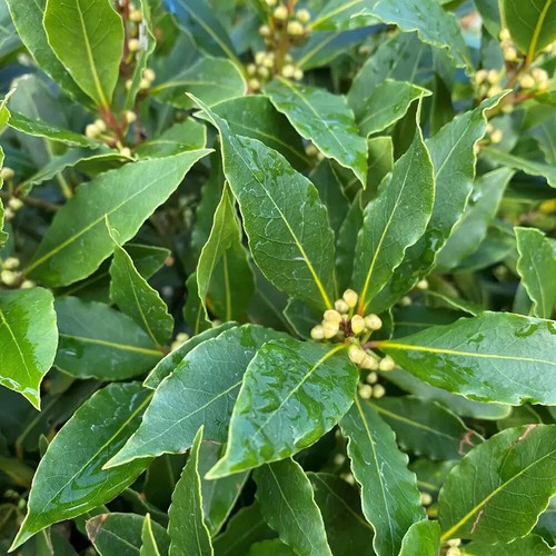 Bay tree laurus nobilis - laurus, 'nobilis'