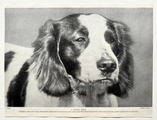 WELSH SHEEPDOG DOG BREED -