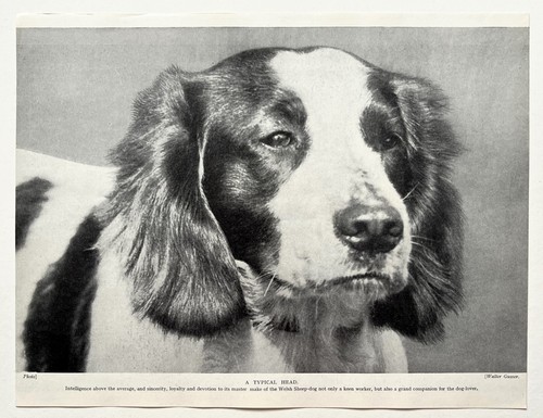 Welsh sheepdog dog breed - dog,
