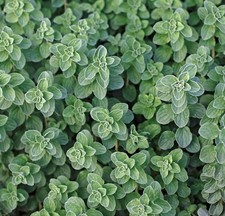 1000++ Greek Oregano Seeds |