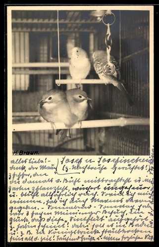 Photo postcard pair of - pair,