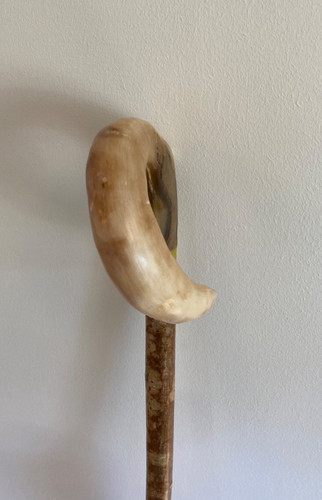 Lovely rams horn curly crook - curly,