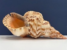 Triton's Trumpet Shell