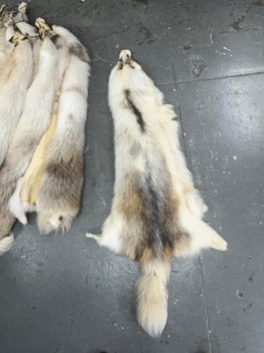 Marble finn raccoon pelt - marble,